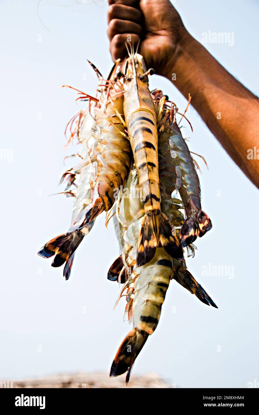 Gamberetti e gamberetti considerati come un oro bianco per gli agricoltori del Bangladesh meridionale come è la loro principale raccolta di denaro e fonte di cambio per il Foto Stock