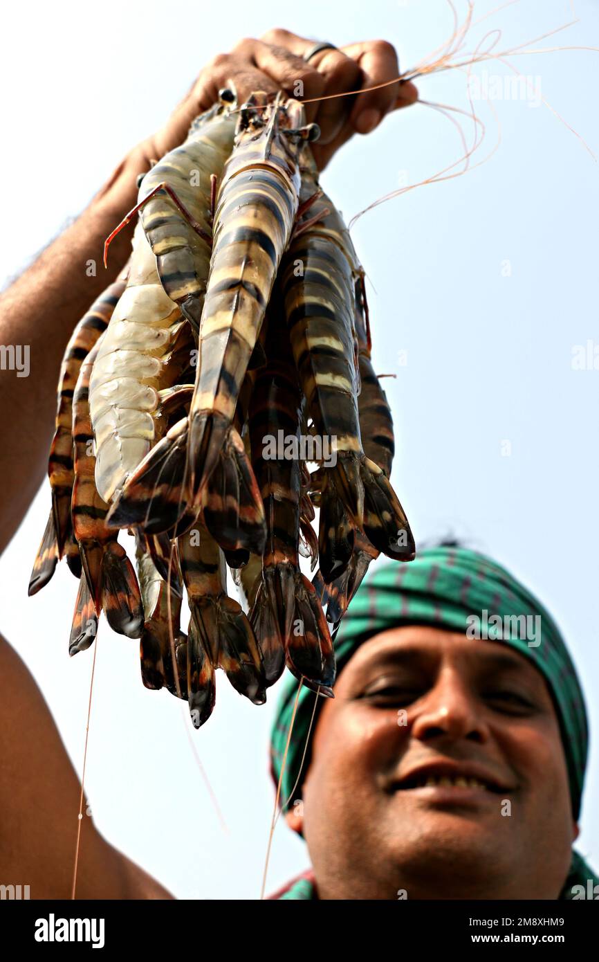 Gamberetti e gamberetti considerati come un oro bianco per gli agricoltori del Bangladesh meridionale come è la loro principale raccolta di denaro e fonte di cambio per il Foto Stock