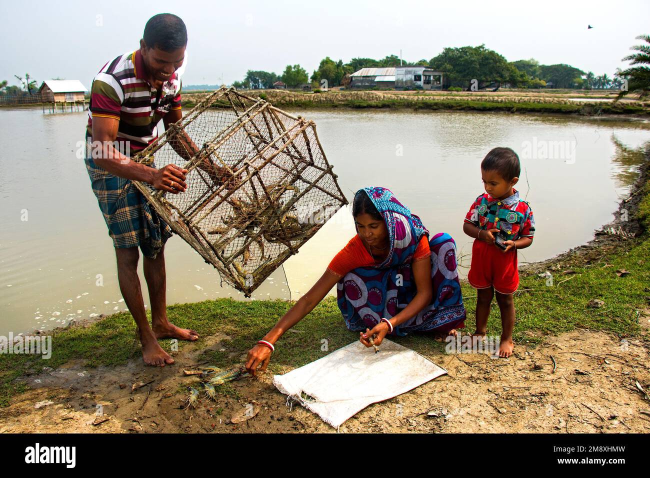 Gamberetti e gamberetti considerati come un oro bianco per gli agricoltori del Bangladesh meridionale come è la loro principale raccolta di denaro e fonte di cambio per il Foto Stock