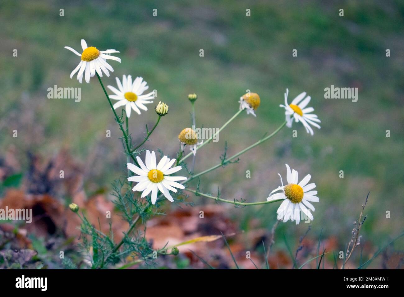 Camomiles bianco su un prato verde in estate Foto Stock