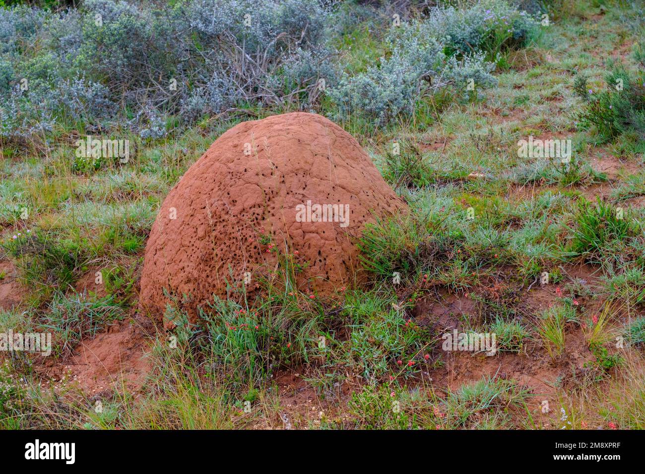 Tumulo di termiti, tumulo di termiti, Parco Nazionale degli Elefanti Addo, Parco Nazionale degli Elefanti Addo, Parco Nazionale, Capo Orientale, Capo Orientale, Sud Africa Foto Stock