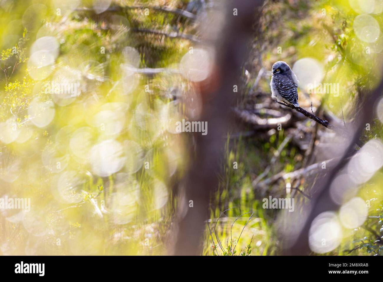 Gufo di falco settentrionale (Surnia ulula), branching, Varanger, Finnmark, Norvegia Foto Stock