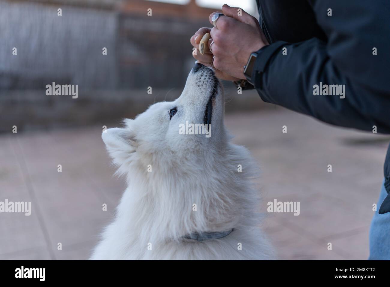 Crop anonimo maschio proprietario dare trattamento a Samoyed carino bianco lanuginoso cane su sfondo sfocato di strada Foto Stock