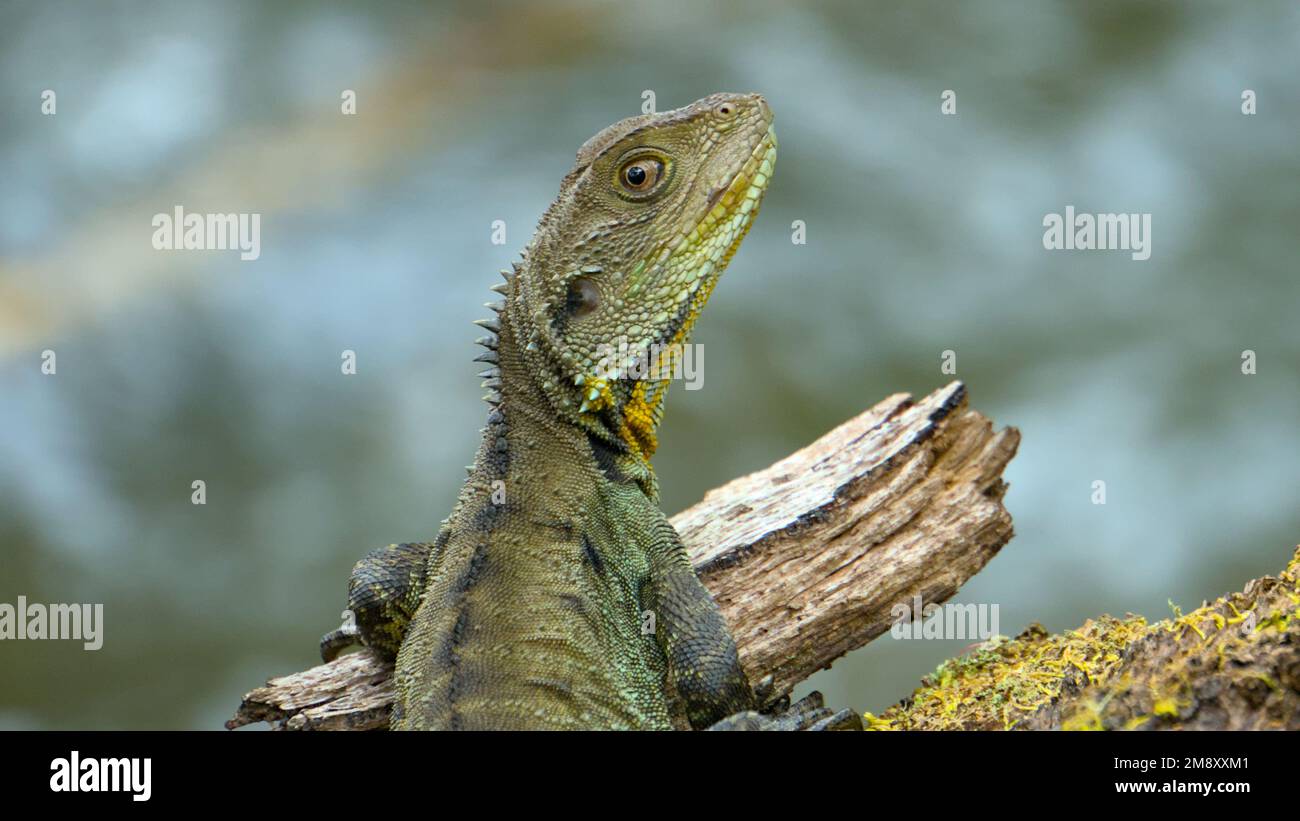 Primo piano di un Gippsland Water Dragon Lizard con lo sfondo del 30 Mile Creek. Foto Stock