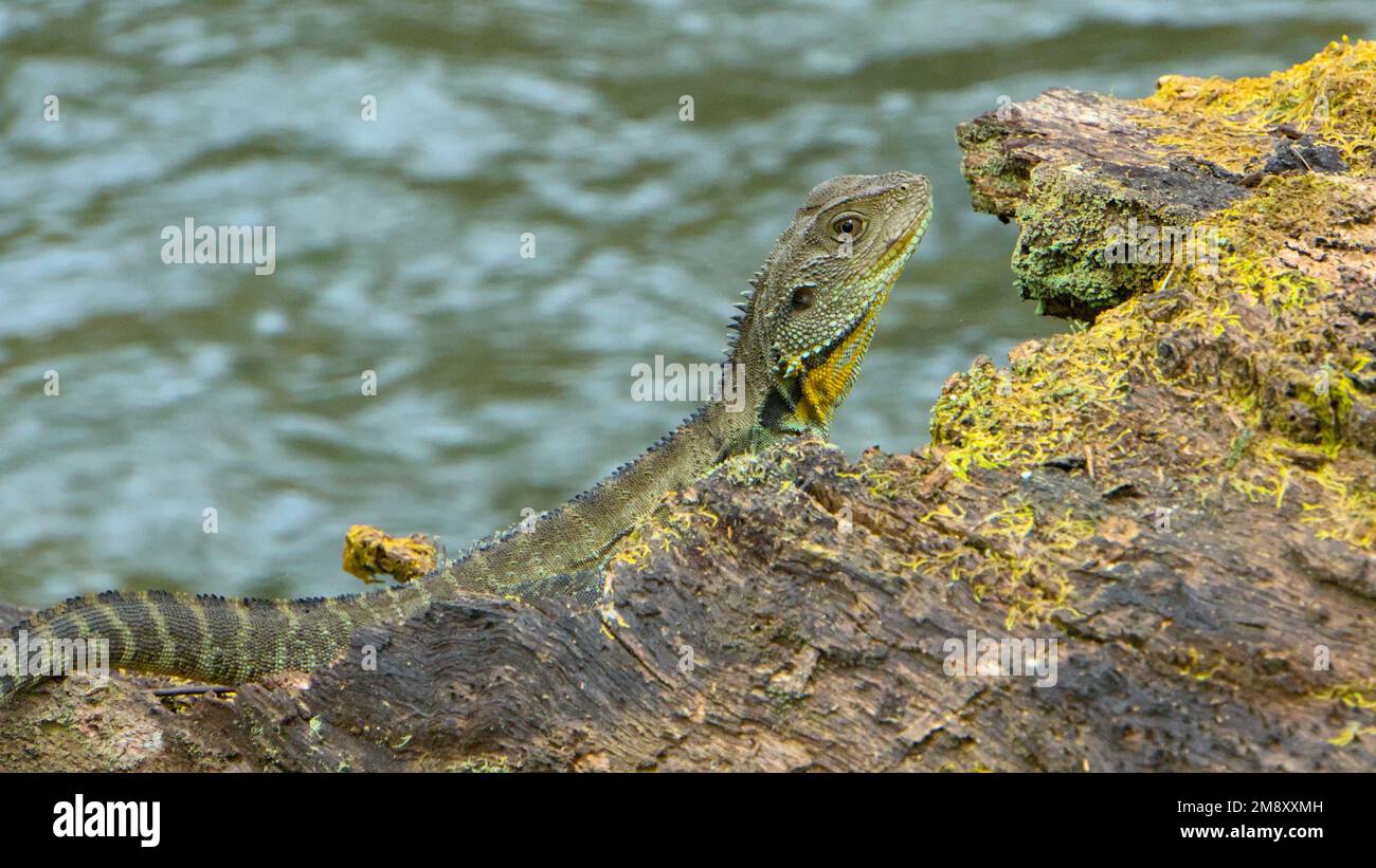 Gippsland Water Dragon seduto tranquillamente su un tronco lungo 30 Mile Creek Foto Stock