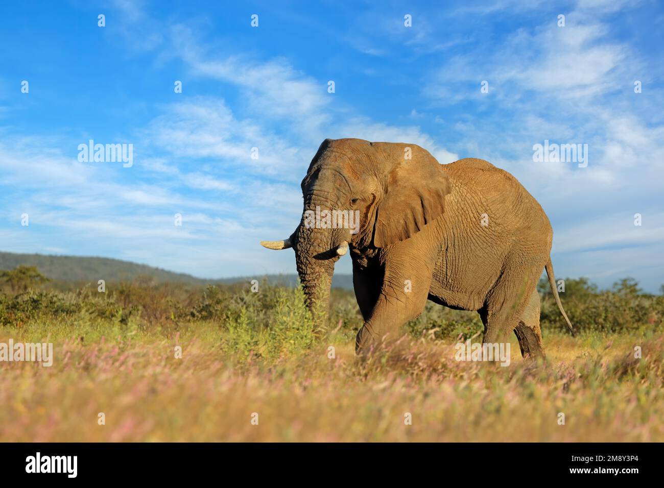 Grande toro elefante africano (Loxodonta africana), Parco Nazionale Etosha, Namibia Foto Stock