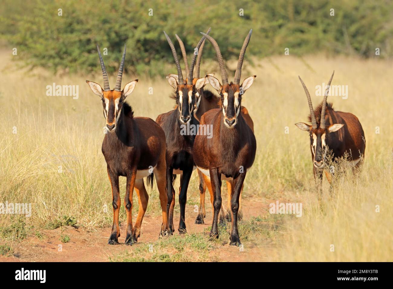 Un gruppo di antilopi (Hippotragus niger) in habitat naturale, Sudafrica Foto Stock