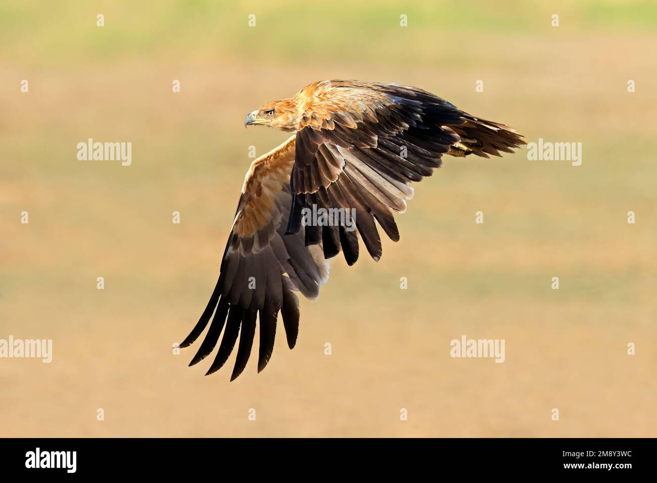 Un'aquila bruna (Aquila rapax) in volo con ali aperte, Sudafrica Foto Stock