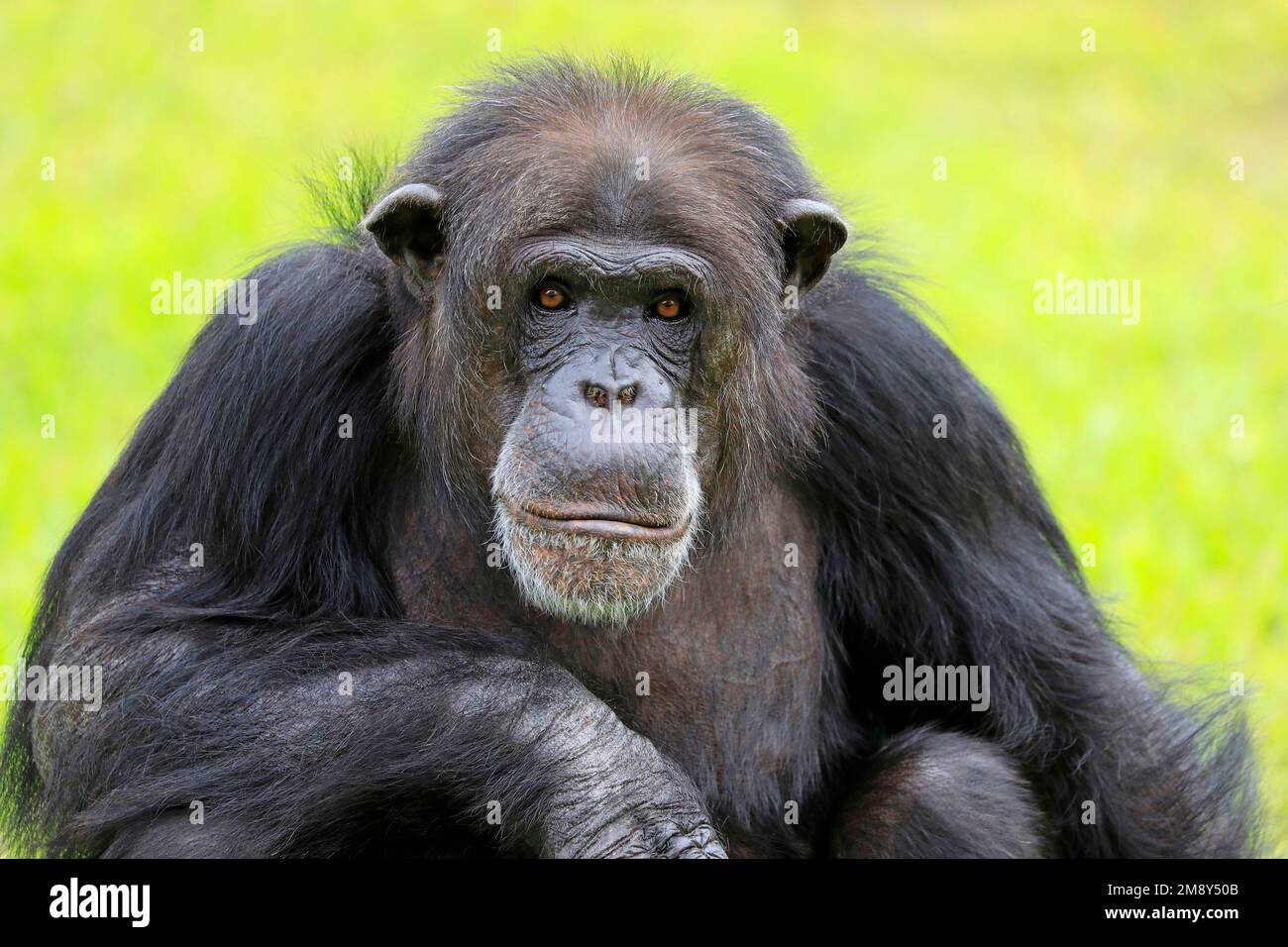 Primo piano di un Chimpanzee che guarda la telecamera con sfondo verde Foto Stock