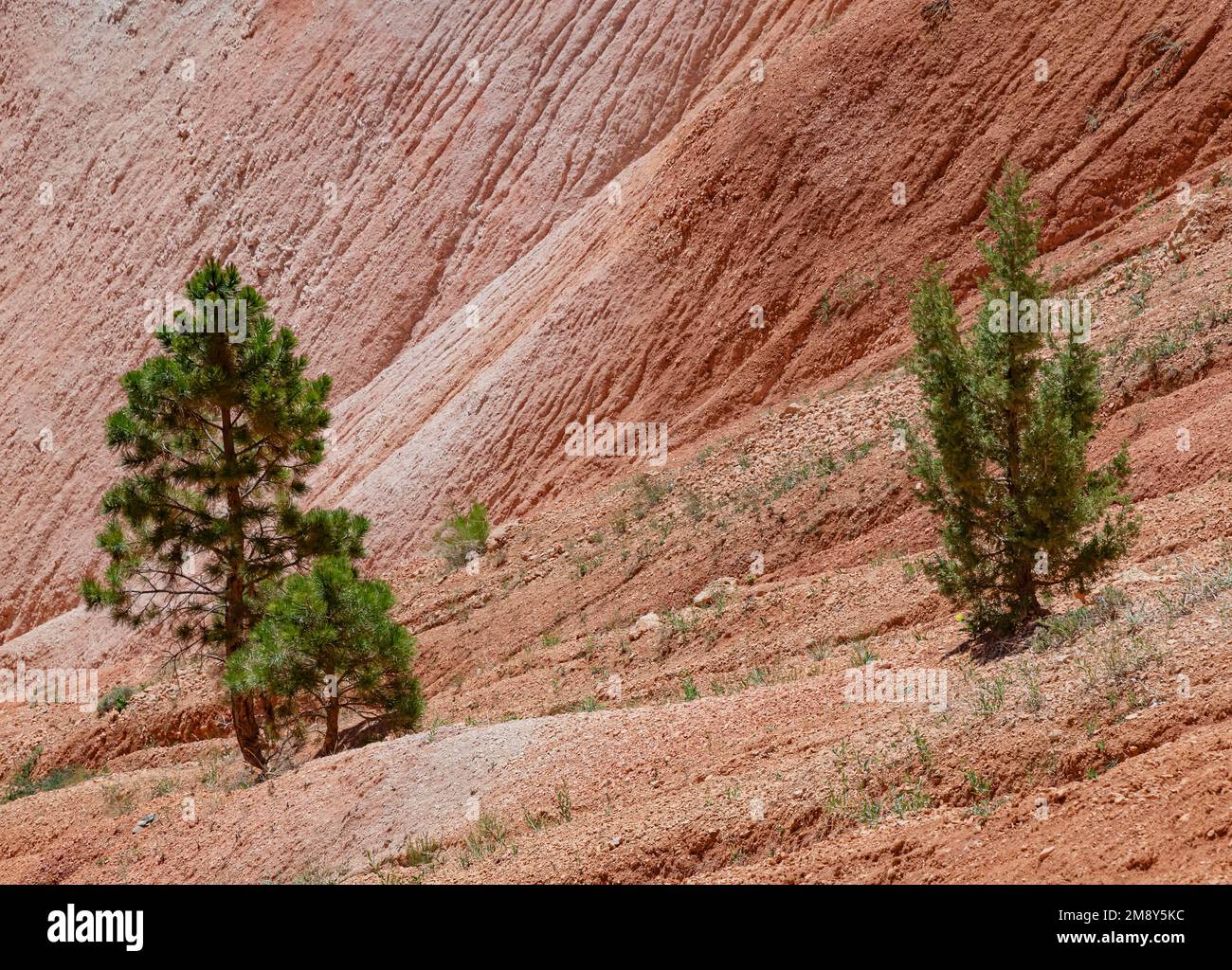 Pinyon Pines crescono in ambienti aridi, Bryce Canyon National Park, Garfield County, Utah Foto Stock