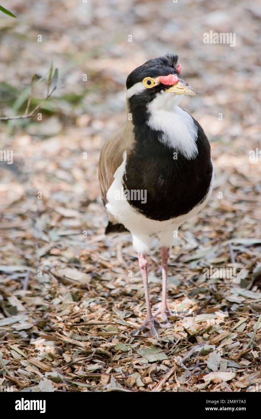 il lapwing a fasce ha un rosso occhi giallo acqua e becco giallo. Ha una testa e un petto neri, una parte inferiore bianca e un'ala marrone Foto Stock