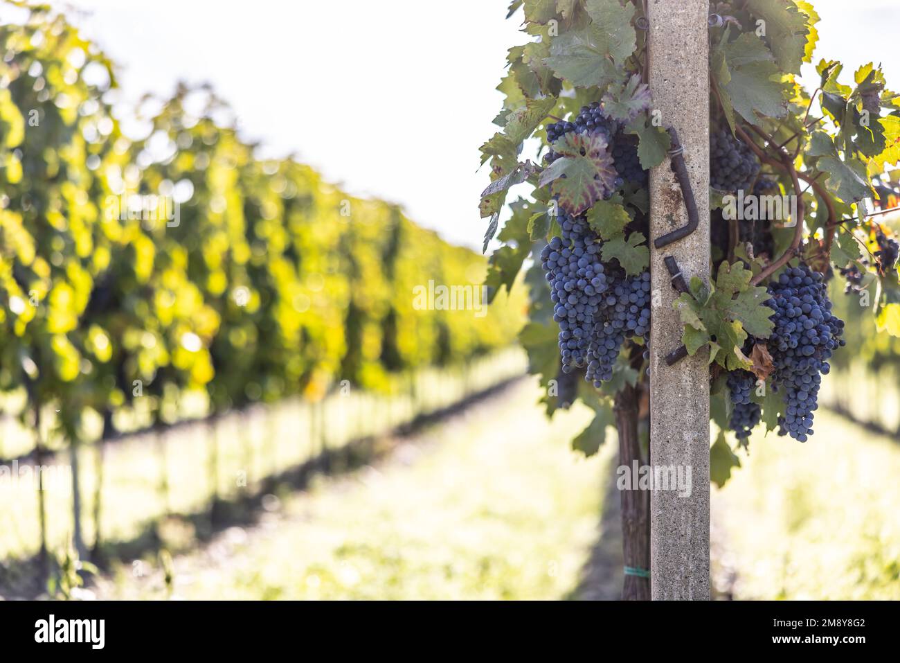 Grappoli blu di uve Cabernet sauvignon in un vigneto che matura prima della vendemmia. Foto Stock