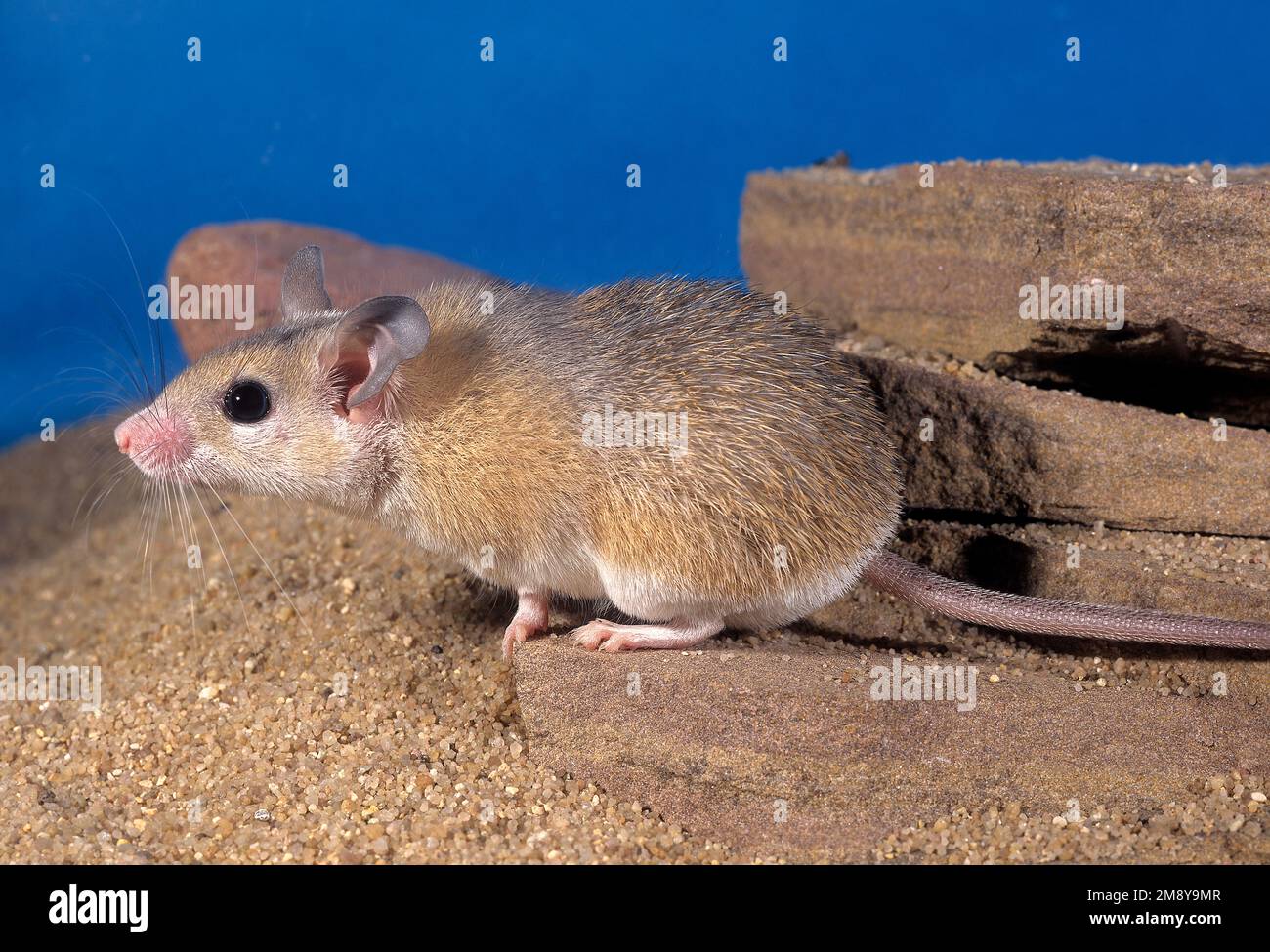 Mouse spinoso, vista laterale in terrario, tenuto come un animale domestico. Acomys minous Foto Stock
