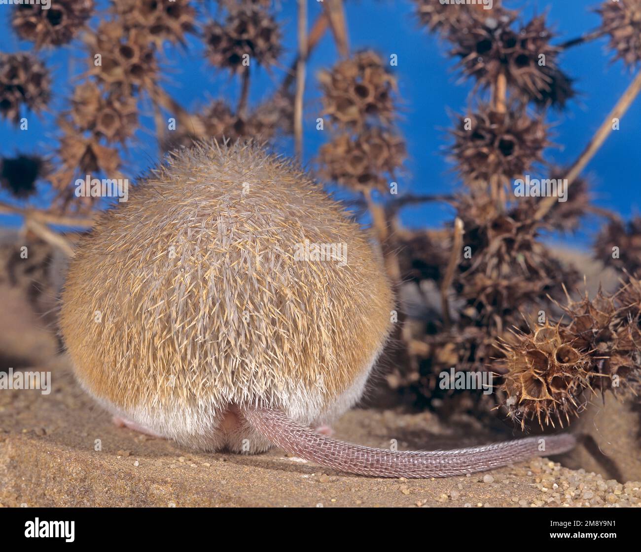 Vista posteriore di un mouse spinoso che mostra la schiena spinosa. Piccolo animale domestico Acomys Foto Stock