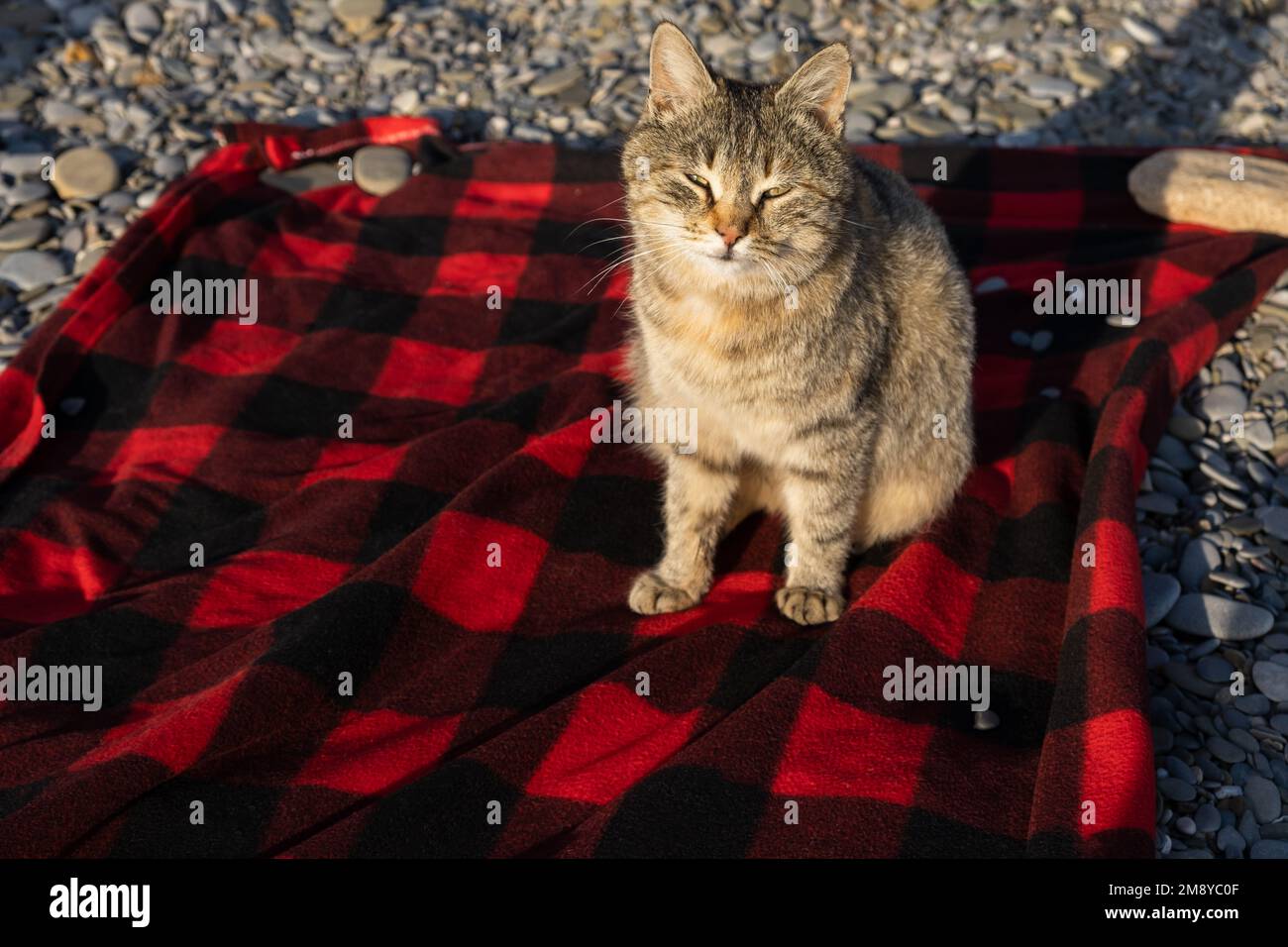 Ritratto gatto a righe grigie. Il gatto è seduto su una coperta rossa sulla spiaggia di mare e guarda nella macchina fotografica. Il concetto di relax, viaggio. Uno sly lo Foto Stock