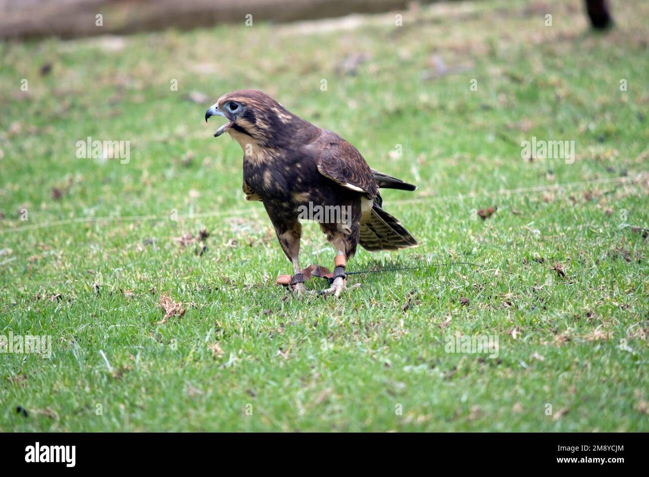 il falco marrone è marrone e crema con becco nero Foto Stock