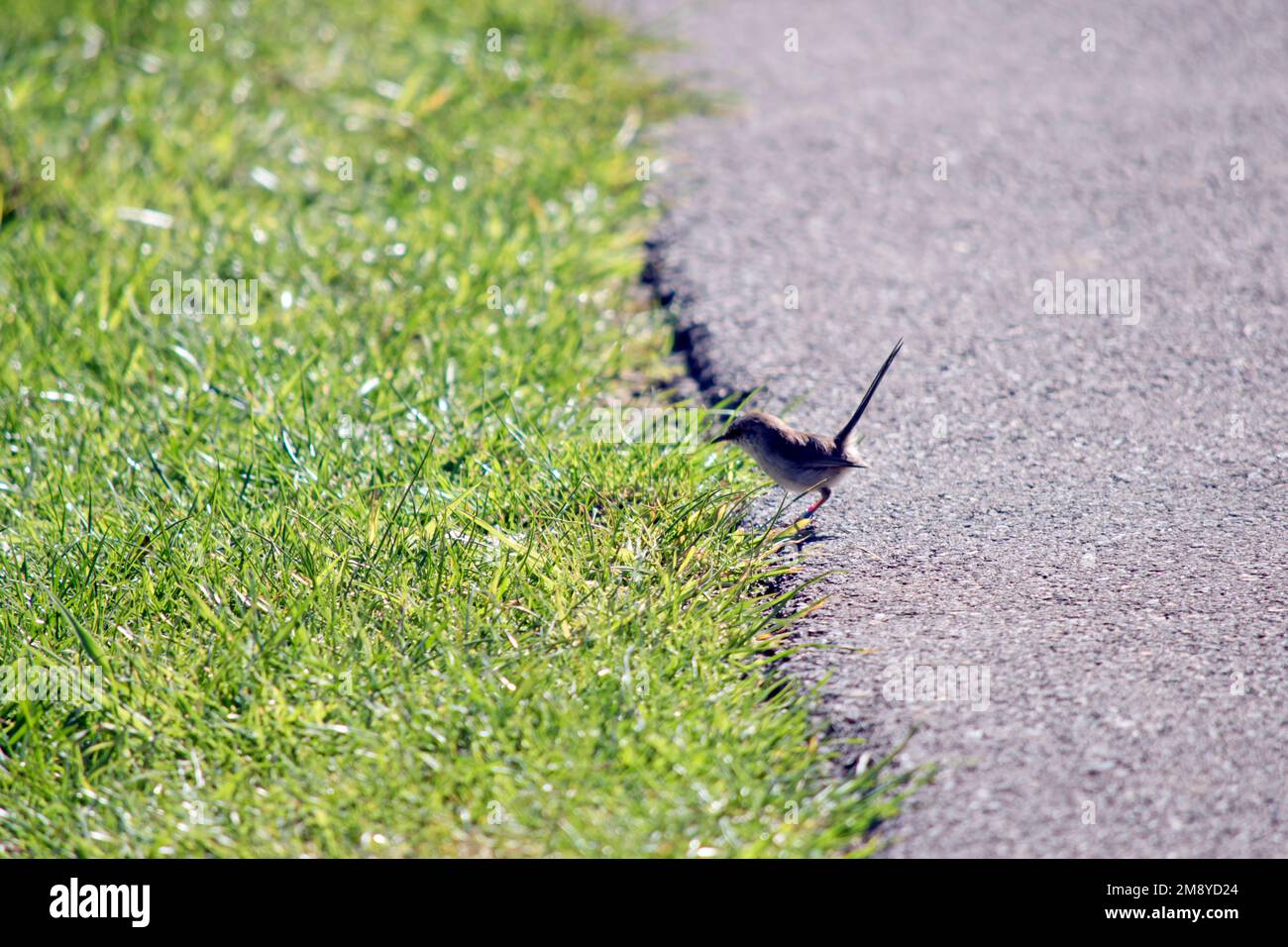 il wren femminile della fata è marrone chiaro con uno stomaco bianco crema Foto Stock