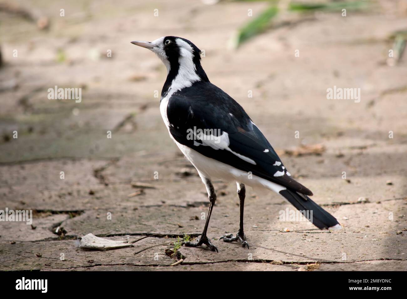 Il larice-magpie, conosciuto anche come magpie, peewee, peewit o mudlark, è un uccello passerino originario dell'Australia, Foto Stock