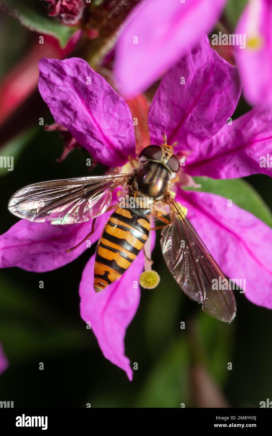 Una marmalata sorvola, Episyrphus balteatus, nutrirsi di un fiore viola. Foto Stock