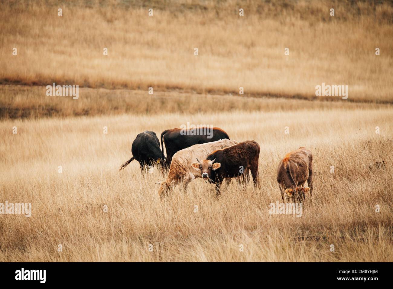 Mucche mangiano erba secca in autunno pascolo. Le mucche pascolano su Una pendenza della collina gialla. Stagione autunnale a Steppe. Concetto di cibo. Colori tenui Foto Stock