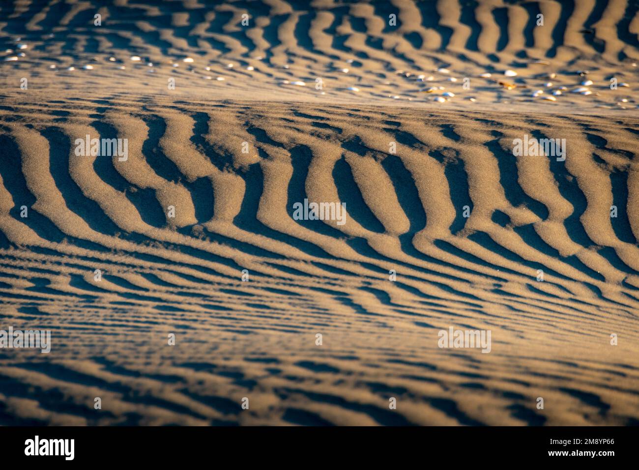 Dune di sabbia a Waikanae Beach, Kapiti District, North Island, Nuova Zelanda Foto Stock