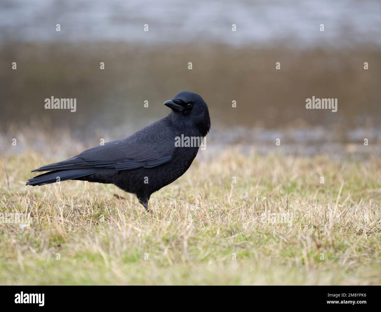 Corvo americano, Corvus brachyrhynchos, singolo uccello in terra, Columbia Britannica, Canada, Dicembre 2022 Foto Stock
