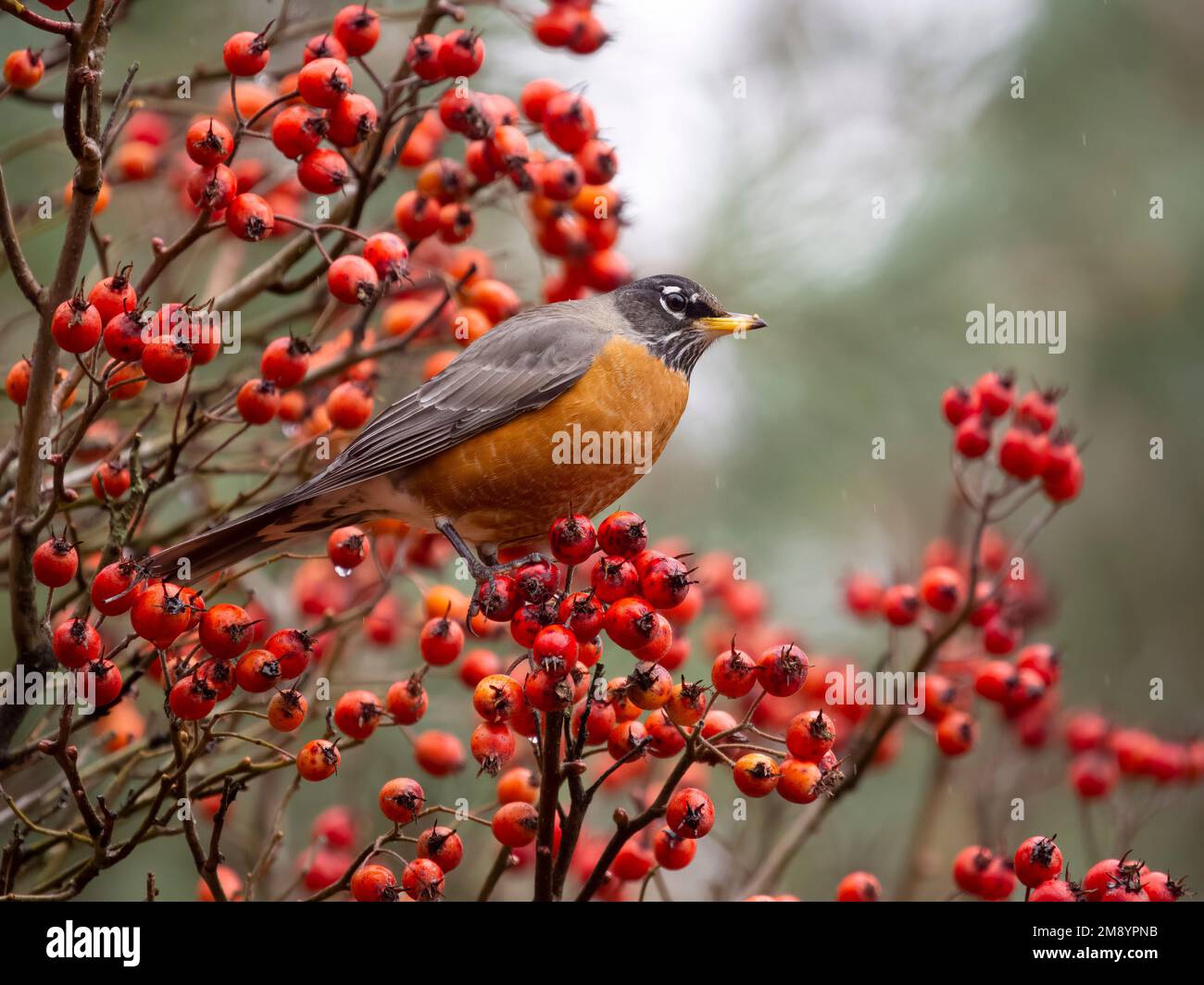 Robin americano, Turdus migratorius, uccello singolo su ramo con bacche, British Columbia, Canada, dicembre 2022 Foto Stock
