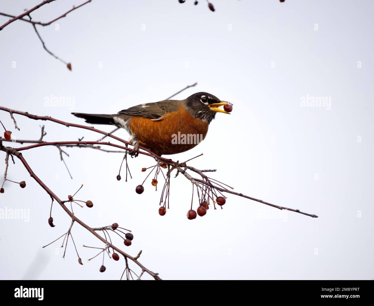 Robin americano, Turdus migratorius, uccello singolo su ramo con bacche, British Columbia, Canada, dicembre 2022 Foto Stock