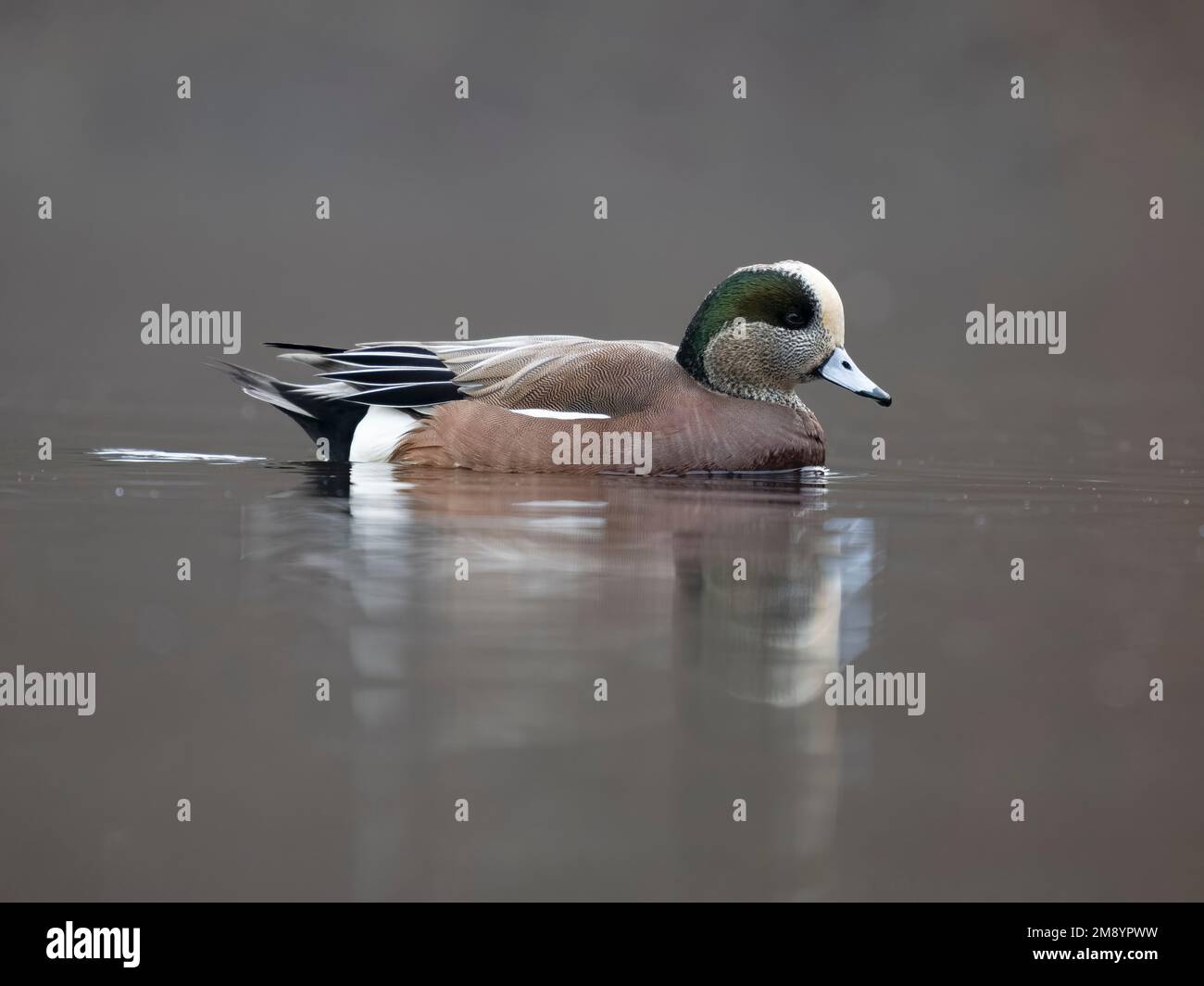 American wigeon, Mareca americana, single male on Water, British Columbia, Canada, dicembre 2022 Foto Stock
