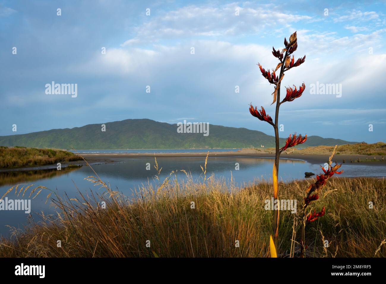 Fiori di lino di fronte all'isola di Kapiti, estuario di Waikanae, distretto di Kapiti, Isola del Nord, Nuova Zelanda Foto Stock