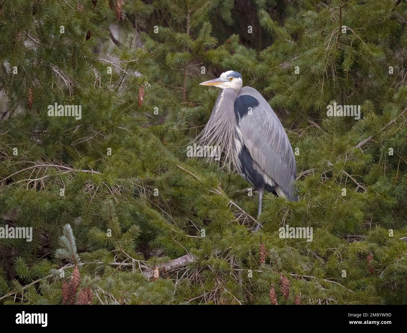 Airone blu-grande, Ardea herodias, singolo uccello in albero, Columbia Britannica, Canada, dicembre 2022 Foto Stock