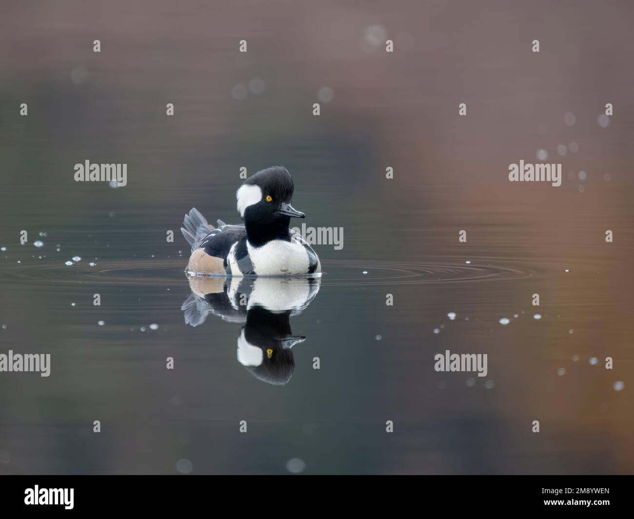 Merganser Hooded, Lophodytes cucullatus, single maschio on Water, British Columbia, Canada, dicembre 2022 Foto Stock