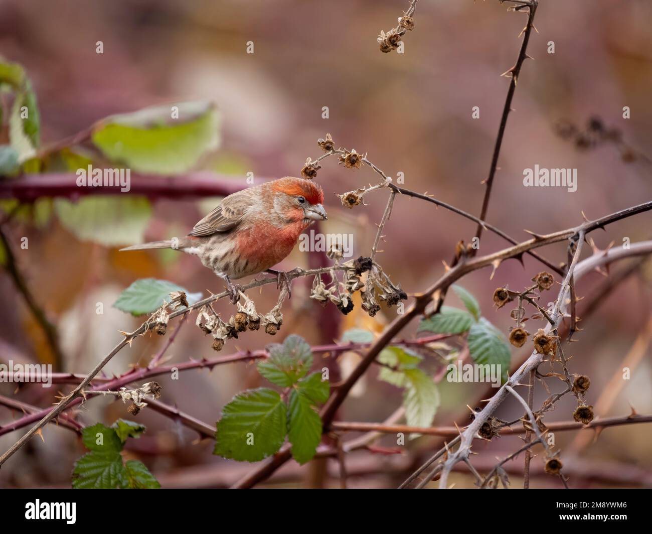 House Finch, Haemorhous mexicanus, singolo maschio su ramo, British Columbia, Canada, dicembre 2022 Foto Stock