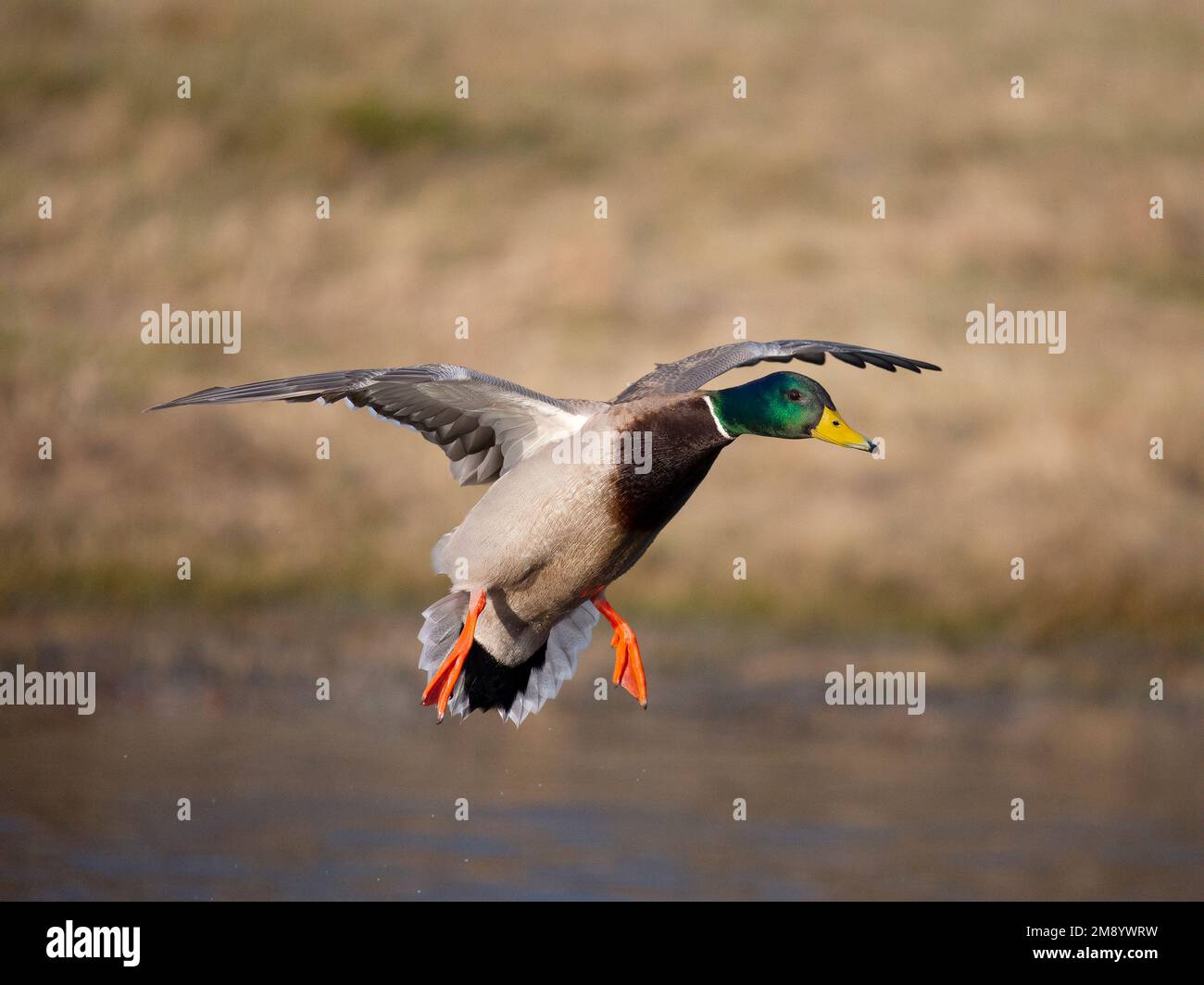 Mallard, Anas platyrhynchos, singolo maschio in volo, British Columbia, Canada, dicembre 2022 Foto Stock