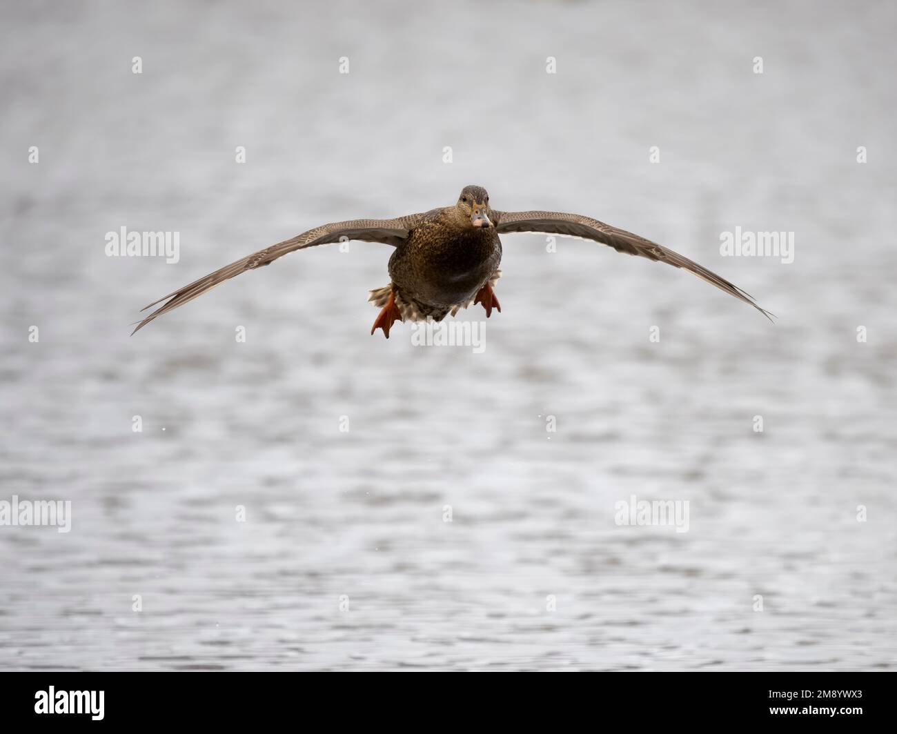 Mallard, Anas platyrhynchos, singola femmina in volo, British Columbia, Canada, dicembre 2022 Foto Stock