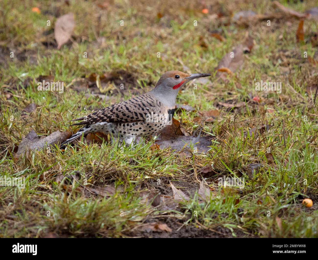 Northern Flicker, Colaptes auratus, singolo uccello a terra, British Columbia, Canada, dicembre 2022 Foto Stock
