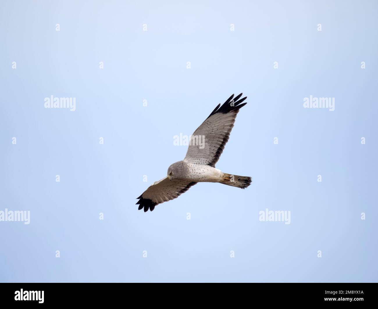 Northern Harrier, Circus. Hudsonius, singolo maschio in volo, British Columbia, Canada, dicembre 2022 Foto Stock