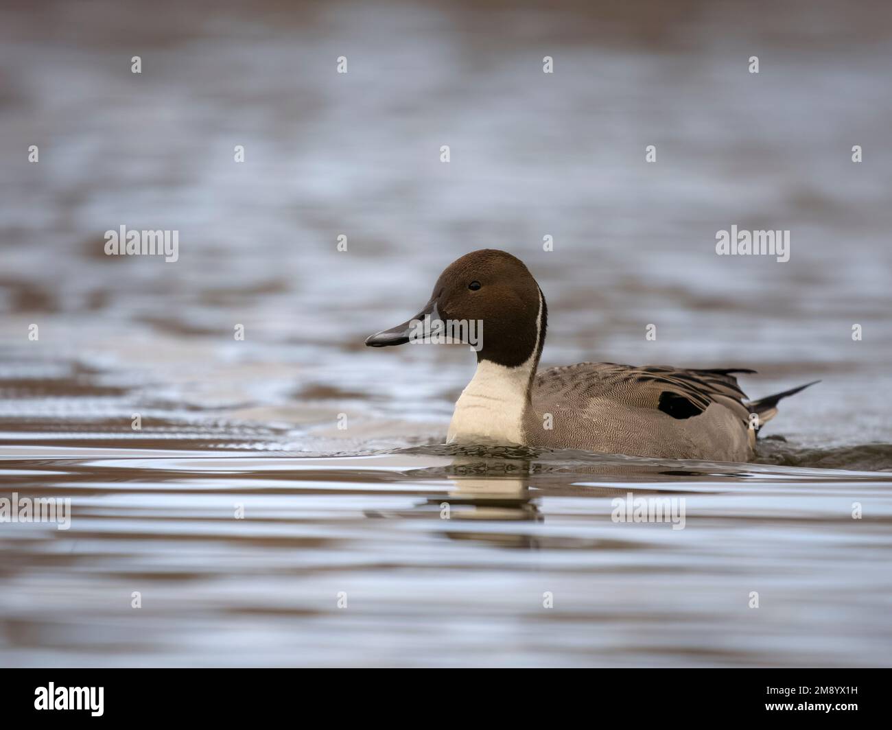 Northern Pintail, Anas acuta, single maschio on Water, British Columbia, Canada, dicembre 2022 Foto Stock