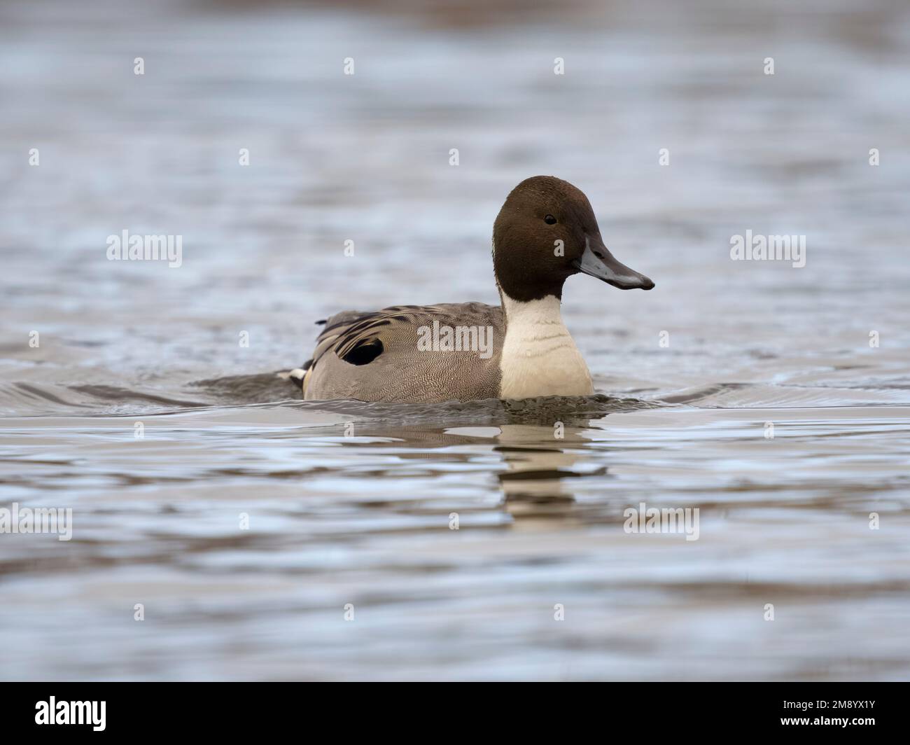 Northern Pintail, Anas acuta, single maschio on Water, British Columbia, Canada, dicembre 2022 Foto Stock