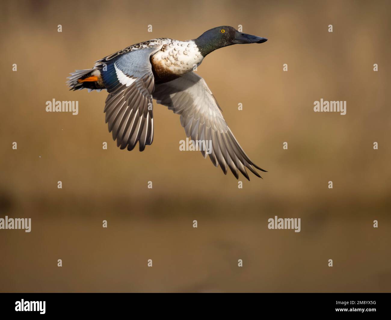 Pala Northern, spatola clypeata, singolo maschio in volo, British Columbia, Canada, dicembre 2022 Foto Stock