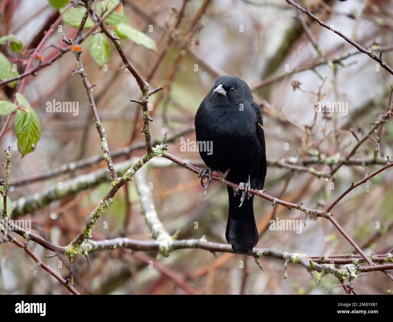 Uccello nero con alette rosse, Agelaius phoeniceus, singolo maschio su ramo, British Columbia, Canada, dicembre 2022 Foto Stock