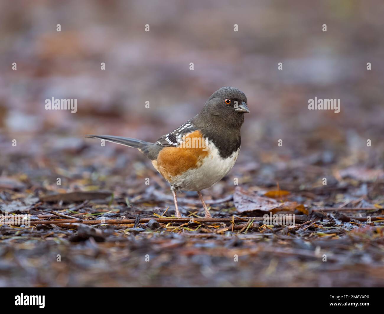Towhee spotted, Pipilo maculatus, single bird on ground, British Columbia, Canada, dicembre 2022 Foto Stock