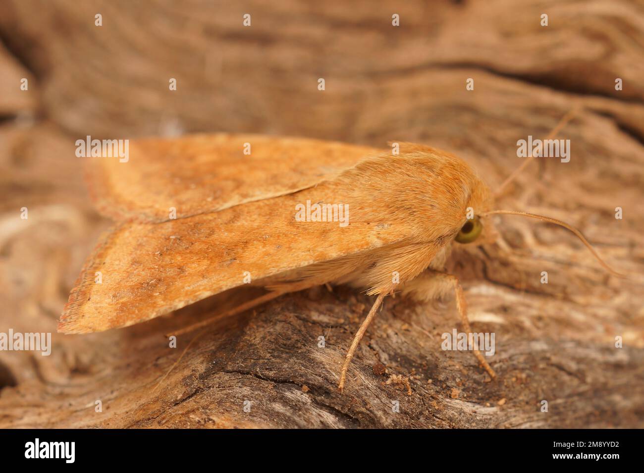 Particolare dettaglio della modella di cotone color arancio mediterraneo, Helicoverpa armigera, seduta su legno Foto Stock