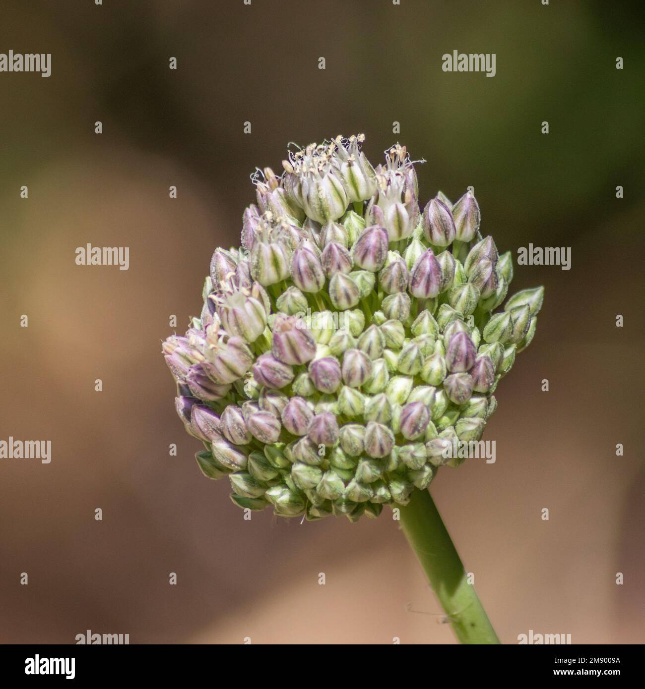 Allium ampeloprasum, porro selvatico a foglia larga Foto Stock