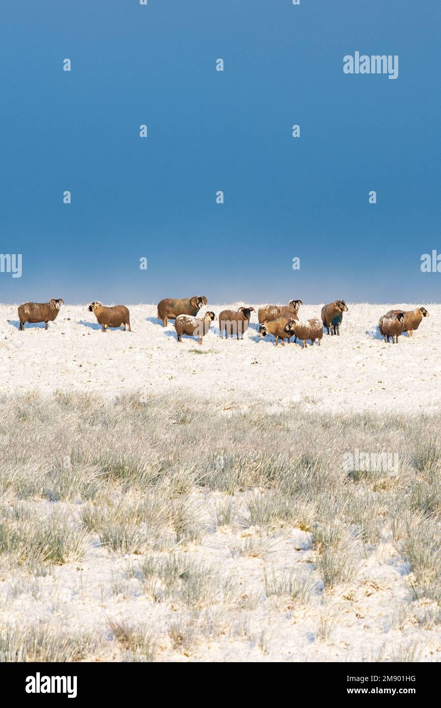 Gregge di pecore nella neve con cielo blu e spazio copia - Scozia, Regno Unito Foto Stock Gregge di pecore nella neve con cielo blu e spazio copia - Scozia, Regno Unito Foto Stock