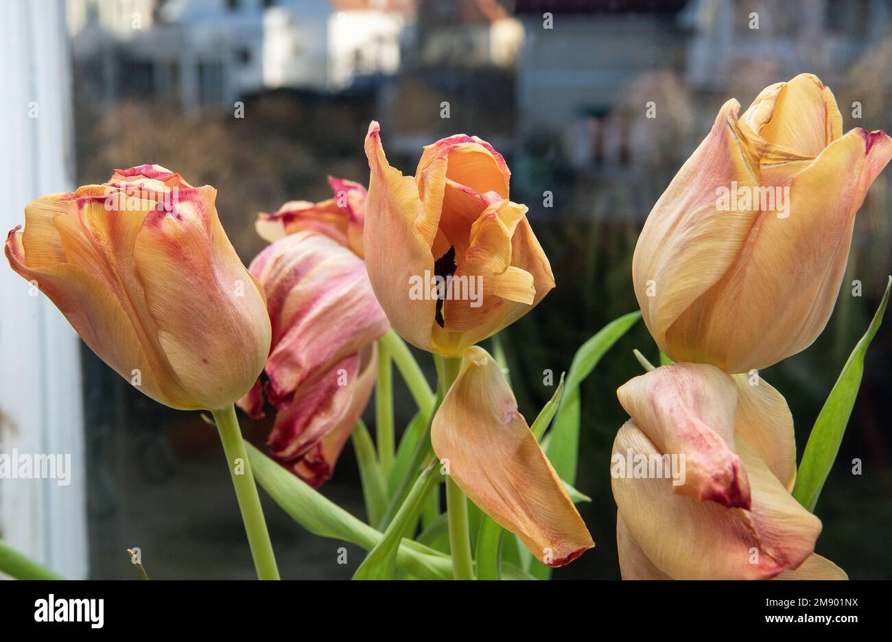 Tulipani sbiaditi e morenti. tulipani arancioni nella finestra Foto Stock