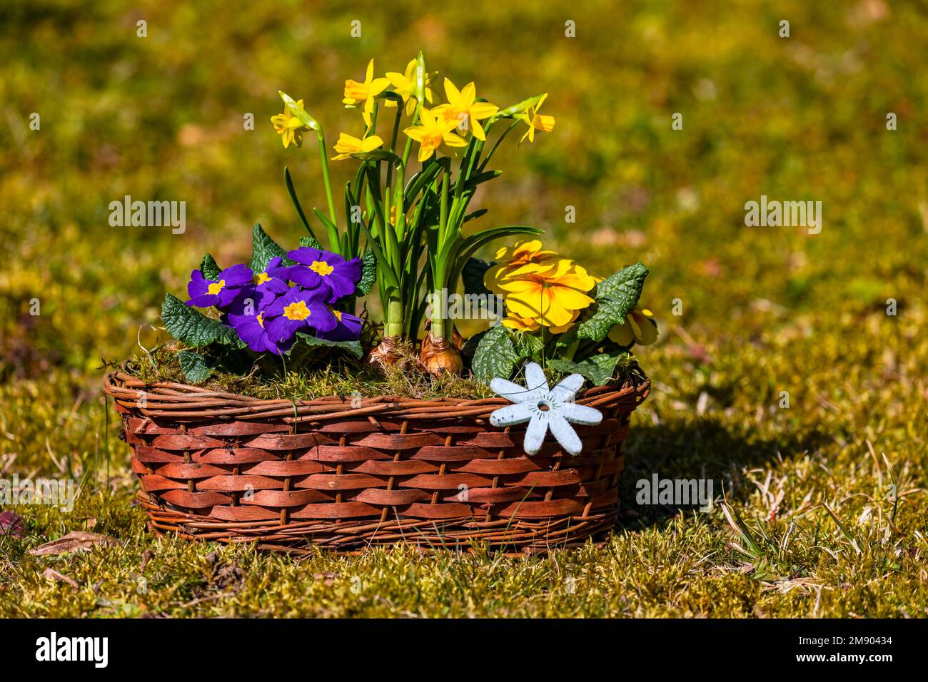 Cestino di fiori isolato con narcisi pittoresche e primule come un aribolo di primavera in Germania Foto Stock