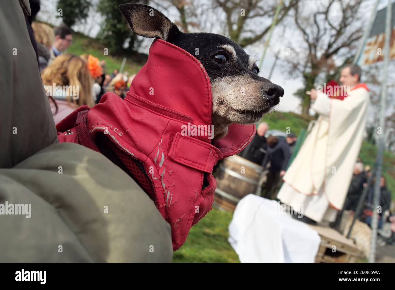 Arezzo, Italia. 15th Jan, 2023. Italia, Arezzo, 15 gennaio 2023 : in Italia Sant'Antonio Abate è il giorno della tradizionale benedizione degli animali, nella foto il sacerdote dà la benedizione ai cani. Photo Credit: Daiano Cristini/Sintesi/Alamy Live News Foto Stock