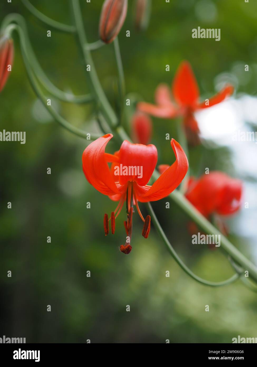 Primo piano di un fiore di giglio di Lilium pumilum (sinonimo di Lilium tenuifolium) Foto Stock