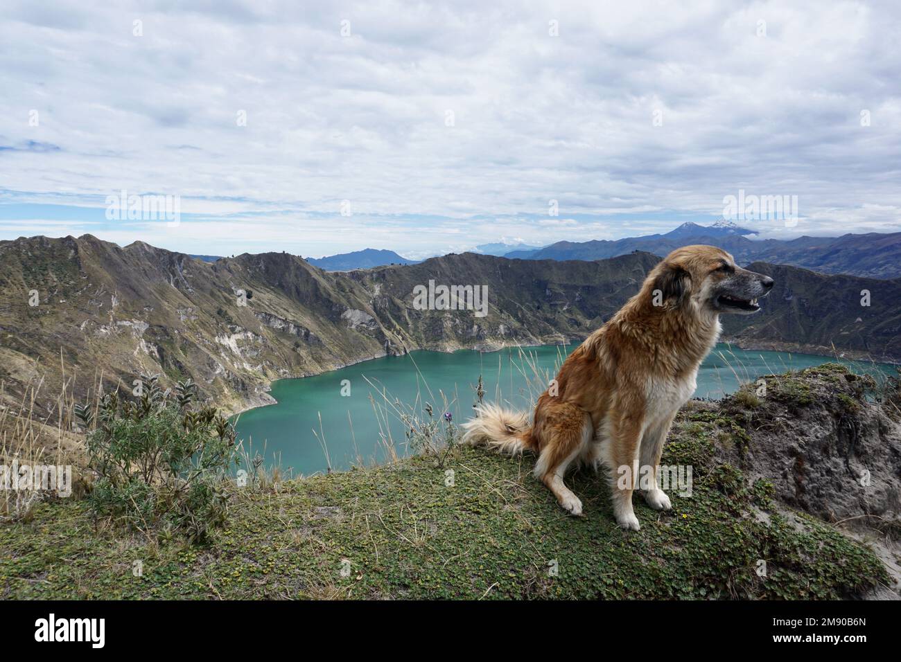 Solo ma felice cane seduto sul bordo di una laguna Foto Stock